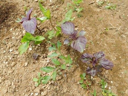 不耕起栽培なのでそこかしこに自生え野菜　これはミニトマト、赤紫蘇、三つ葉
