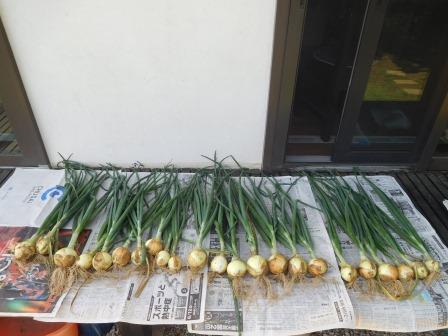 風で倒れた玉葱、全体の三分の二程を収穫、玉の大きさは今一、昨年は5月26日