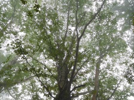 9:28　ダケカンバの大木を見上げる