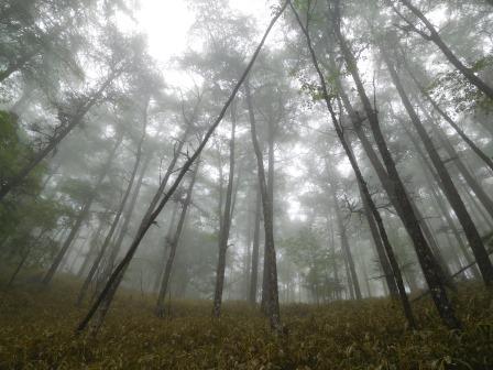 10:50　霧に包まれたカラマツの森