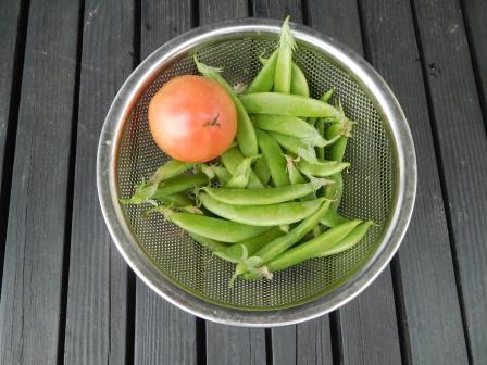 今朝の収穫　大玉トマト麗夏初収穫とスナップエンドウ