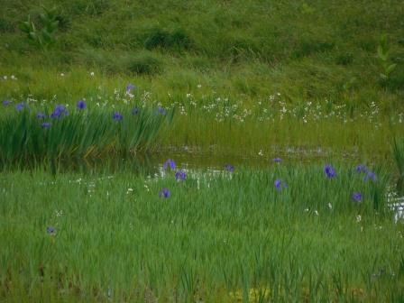 14:30　湿原に戻って来た、白、ワタスゲ、紫、アヤメ