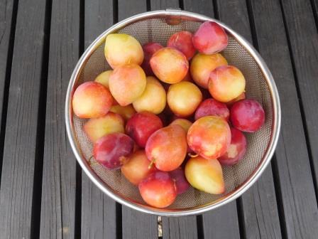7月2日（土）　プラムの収穫　近所の方にも採っていただき、この5．6倍は収穫した感じ