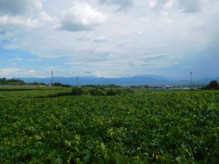 レストランの周りの葡萄畑と富士山