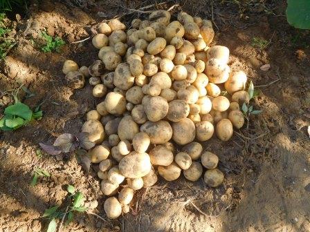 植付けたじゃが芋の収穫