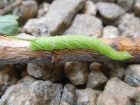 プラムの剪定枝にいたモモスズメの幼虫、角は尾角、と言うことはこちらがお尻
