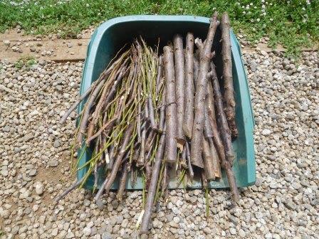 プラムの剪定枝の整理