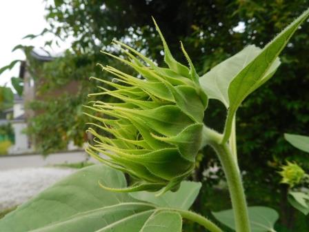 開花途中の向日葵もまたよし