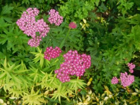 大好きな臙脂の鋸草