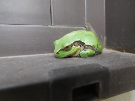 店舗前の窓の隅に雨蛙