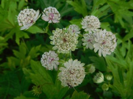 ヨーロッパ原産のアストランティア、ギリシャ語で星を意味する「Astra」が語源