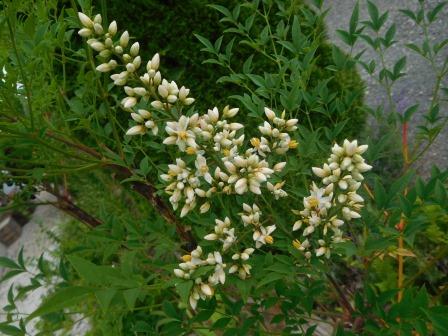南天の花、中国原産、一属一種<br/>乾燥させた実から咳止めの効果が期待できる薬用植物
	<br/>南天のど飴ってそういうことだったんだ