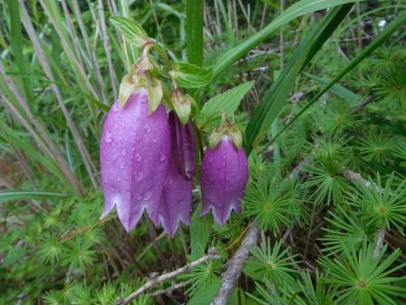 8:43　時折ホタルブクロ