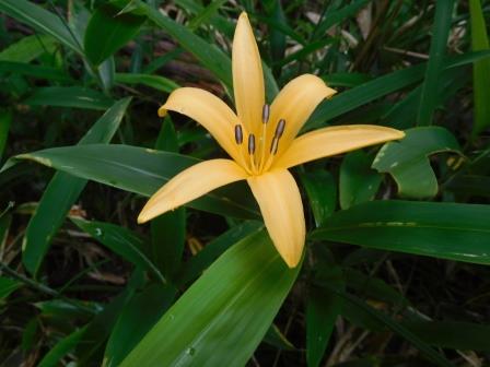 8:51　ほんの数輪、ニッコウキスゲ