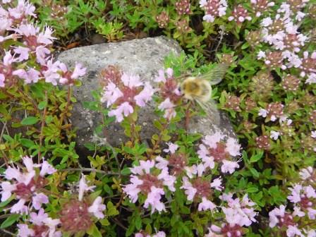 9:15　足元のそこかにイブキジャコウソウ"