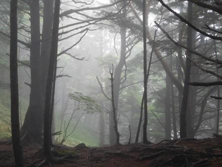 9:53　霧に包まれた森