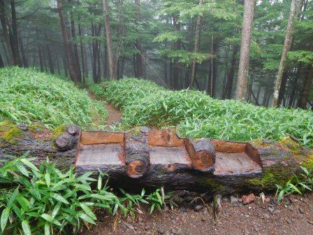 10:04　倒木ベンチ