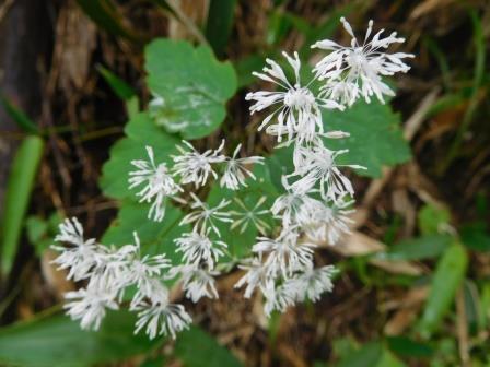 10:38　ハルカラマツ