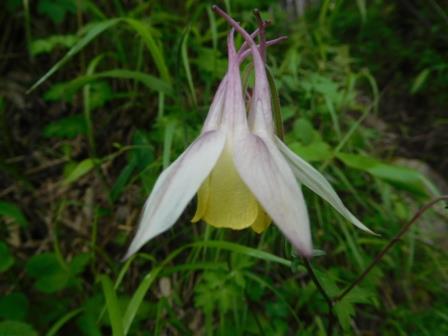 10:54　キバナオダマキ