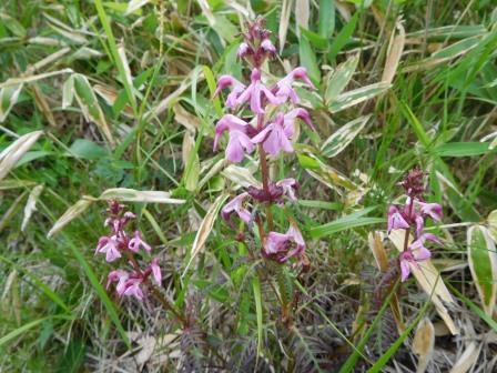 11:13　ヨツバシオガマ