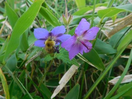 11:15　ピノキオの鼻を想起するグンナイフウロ