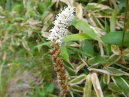 11:15　ムカゴトラノオ