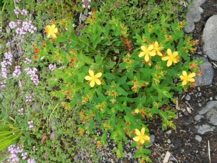 11:18　オトギリソウ