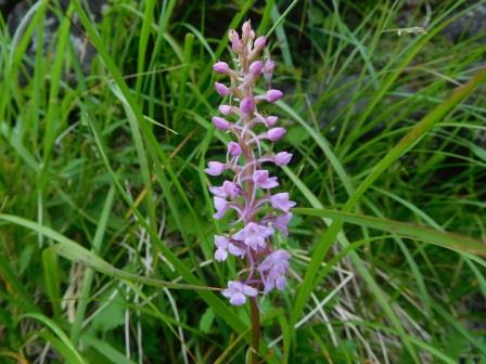 11:19　テガタチドリかな・・・