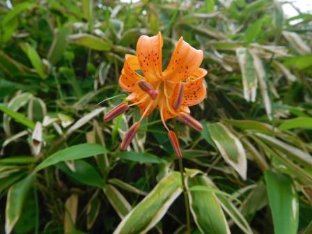 11:20　クルマユリ