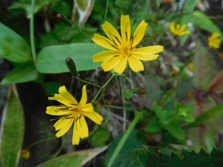 11:21　キクバジシバリかな・・・