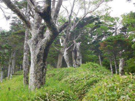 11:30　大木の間を行く