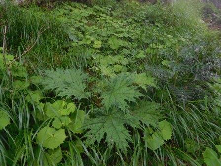 11:44　手前、ハリブキ、奥、カニコウモリ
