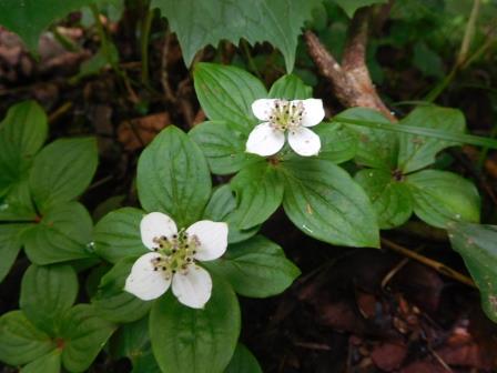 11:45　ゴゼンタチバナ