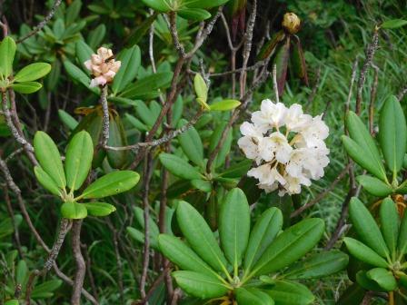 12:47　前三ツ頭　ハクサンシャクナゲ