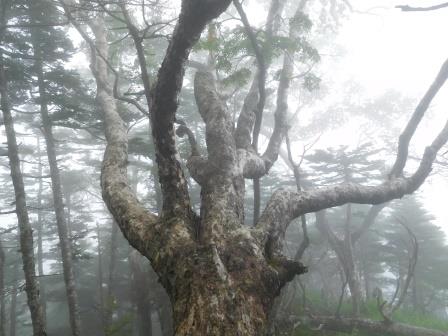 12:59　霧の中の大木