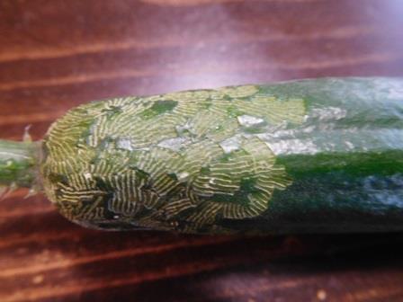 7月13日（水）山行帰宅後の収穫　胡瓜にテントウムシダマシの食害痕