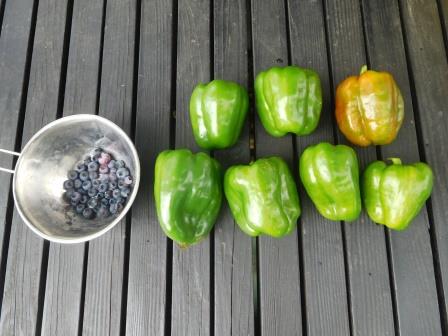 7月14日（木）午後の収穫　パブリカが重くて、株が倒れたので収穫