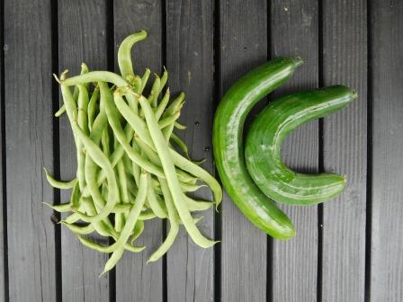 7月15日（金）　朝の収穫　隠元の収穫が本格化してきた