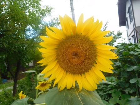 大輪の向日葵