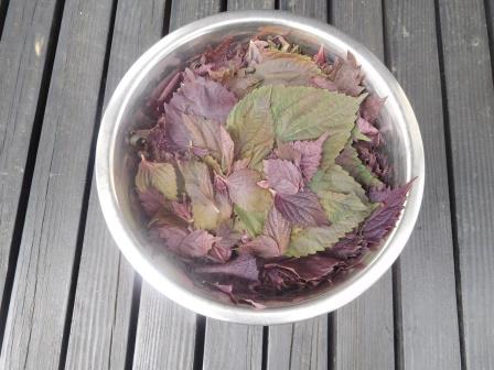 2度目の赤紫蘇の収穫、今季はこれで終了