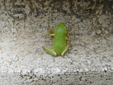 今年生まれたと思われるガタイの小さな雨蛙