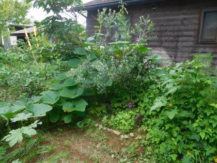 我がジャングル菜園、自生え南瓜の蔓がオリーブの木に登り上がっている