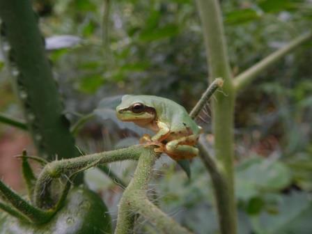 トマトの枝に雨蛙