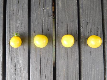 黄色の自生えミニトマトが採れ始めた