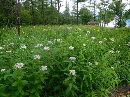 8:41　山野草公園　ヨツバヒヨドリの群落