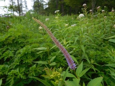 8:44　山野草公園　クガイソウ