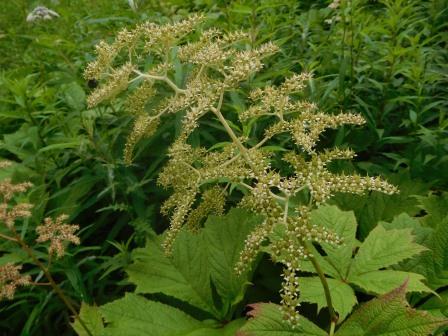 8:54　山野草公園　ヤグルマソウ
