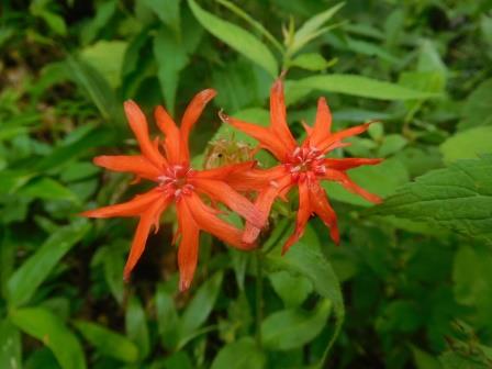 9:05　山野草公園　エゾセンノウ