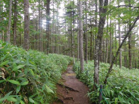 9:08　湿原への道すがら　笹で覆われたカラマツ林