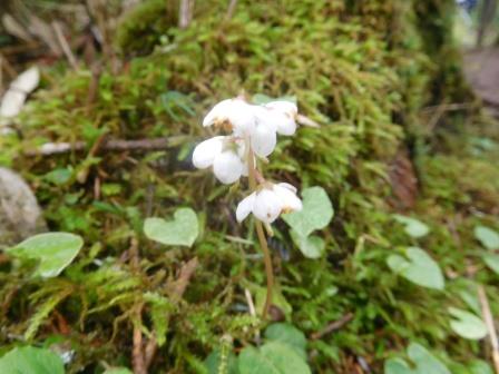 9:13　湿原への道すがら　チラホラとコバノイチヤクソウ
